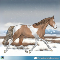 Horse Color:Red Dun Sabino Tobiano Rabicano