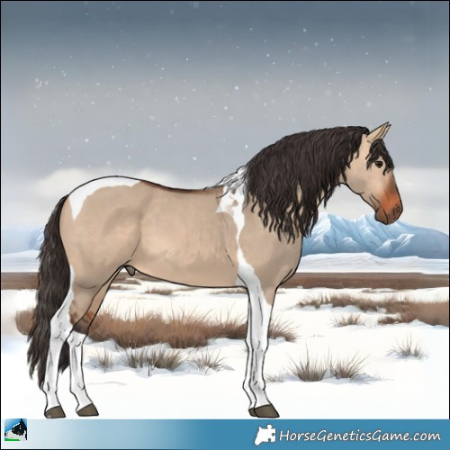 Horse Color:Bay Dun Tobiano 