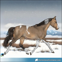 Horse Color:Buckskin Dun Tobiano Rabicano 