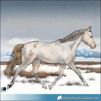 Horse Color:Buckskin Dun Appaloosa 