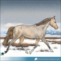Horse Color:Buckskin Dun Appaloosa 