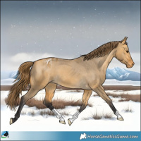 Horse Color:Buckskin Dun Appaloosa