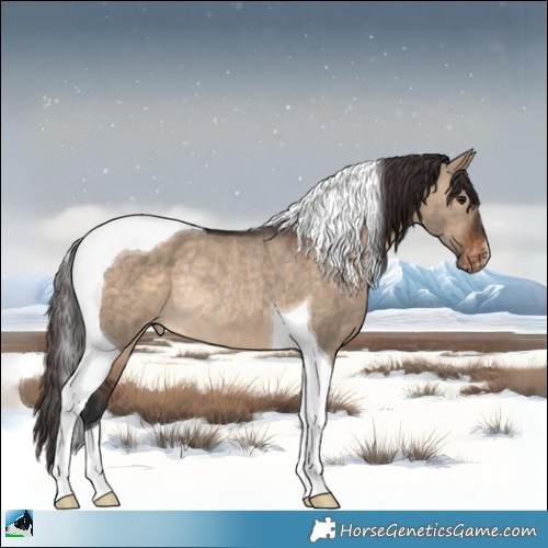 Horse Color:Brown Dun Tobiano Appaloosa Rabicano 