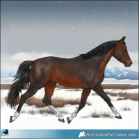 Horse Color:Brown Sabino