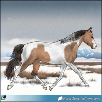 Horse Color:Bay Dun Tobiano