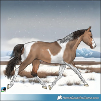 Horse Color:Bay Dun Tobiano 