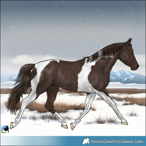 Horse Color:Liver Chestnut Tobiano Rabicano