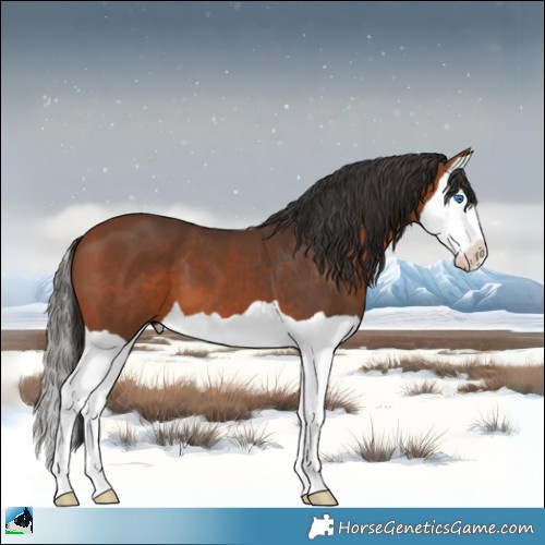 Horse Color:Bay Splash 