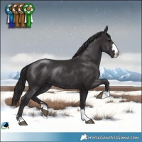 Horse Color:Smoky Black Mushroom Rabicano 