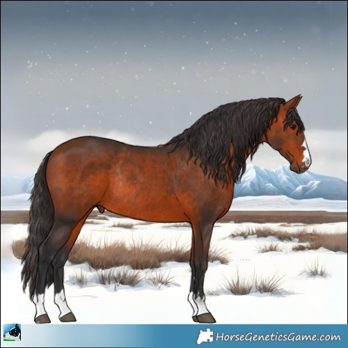 Horse Color:Bay Rabicano 