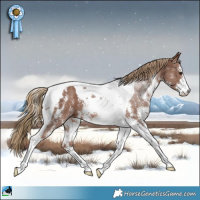 Horse Color:Chestnut Sabino Tobiano