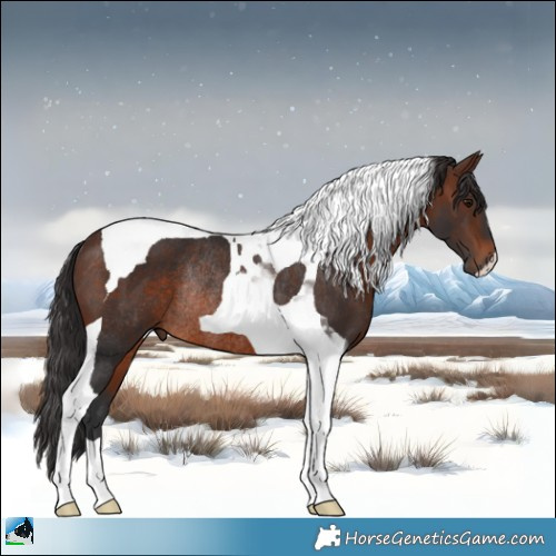 Horse Color:Brown Tobiano Rabicano 