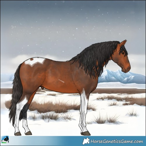 Horse Color:Bay Tobiano 
