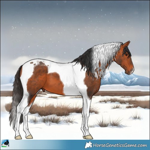 Horse Color:Bay Tobiano 