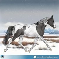 Horse Color:Black Tobiano Rabicano