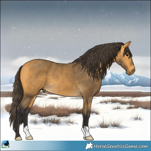 Horse Color:Buckskin 