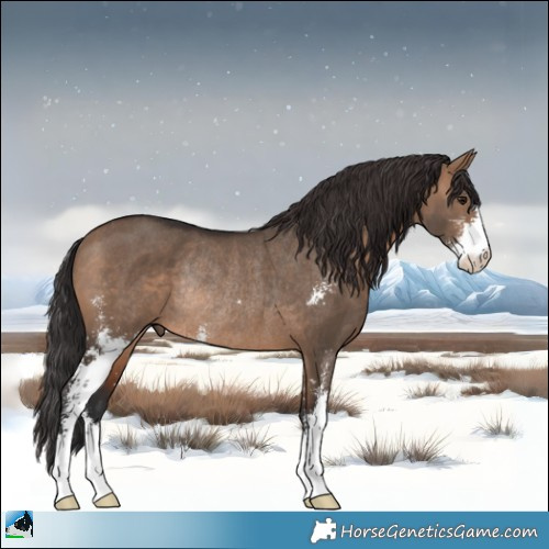 Horse Color:Brown Dun Sabino Rabicano 