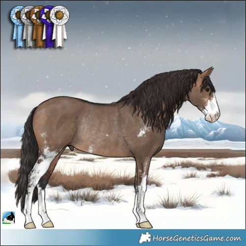 Horse Color:Brown Dun Sabino Rabicano 