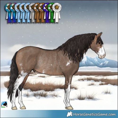 Horse Color:Brown Dun Sabino Rabicano 