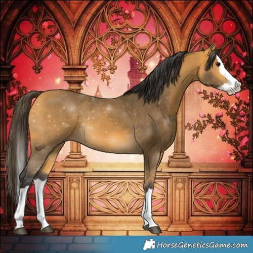 Horse Color:Buckskin Splash 