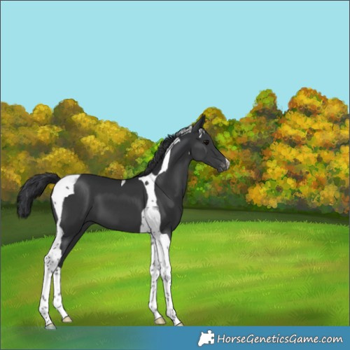 Horse Color:Black Tobiano Appaloosa 