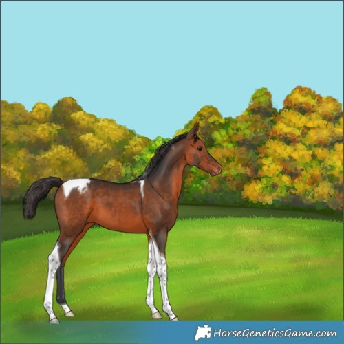 Horse Color:Bay Tobiano Appaloosa 