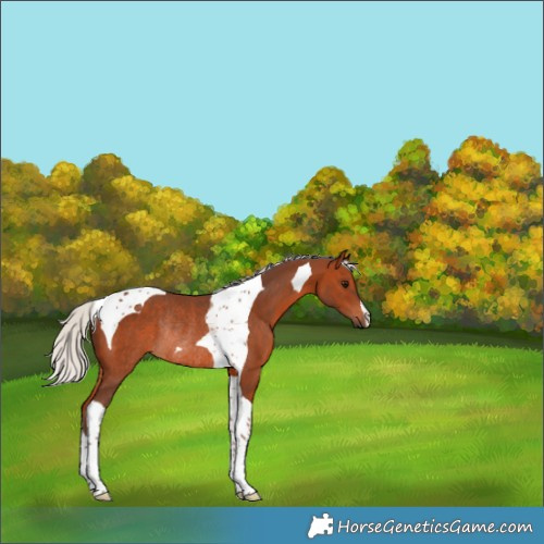 Horse Color:Silver Brown Tobiano Rabicano 