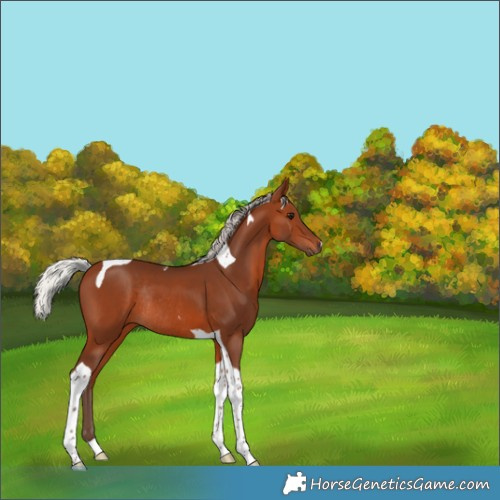 Horse Color:Silver Brown Tobiano Rabicano 