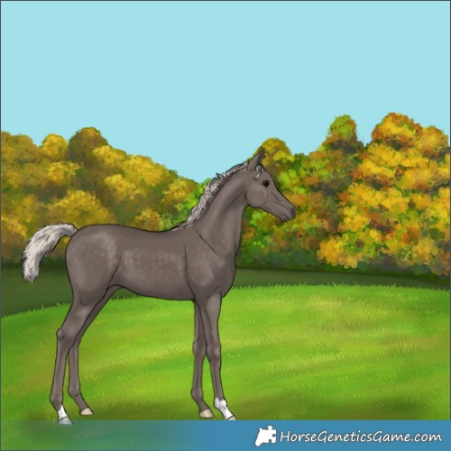 Horse Color:Silver Black 