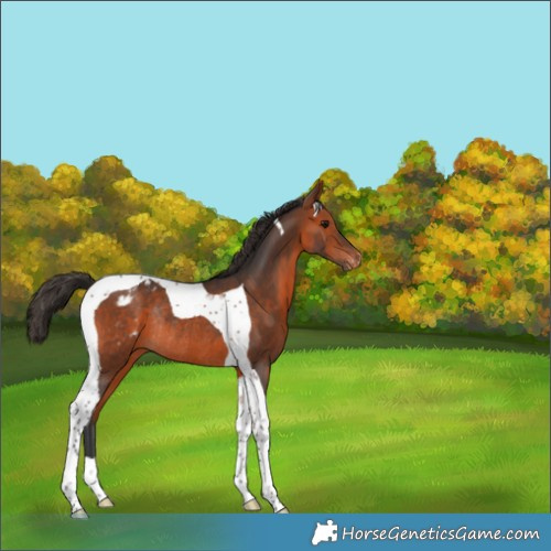 Horse Color:Bay Tobiano Appaloosa Rabicano 