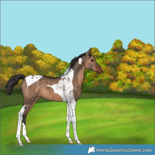Horse Color:Brown Dun Tobiano 