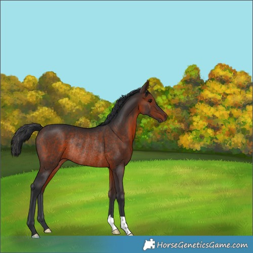 Horse Color:Brown Rabicano 