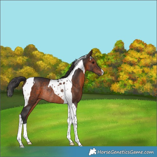Horse Color:Brown Tobiano Rabicano 