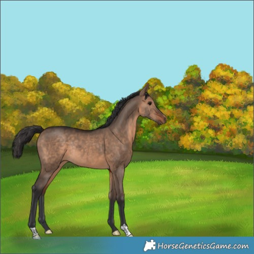 Horse Color:Brown Dun Rabicano 