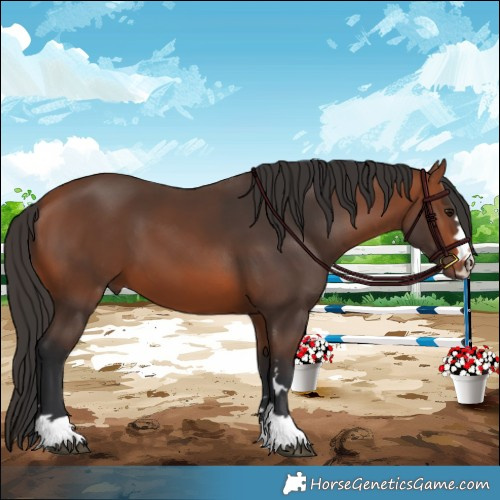 Horse Color:Bay 