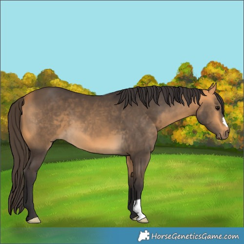 Horse Color:Buckskin 