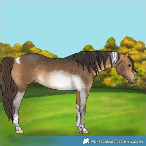 Horse Color:Buckskin Tobiano Rabicano 