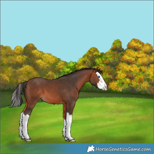Horse Color:Bay Sabino Splash 