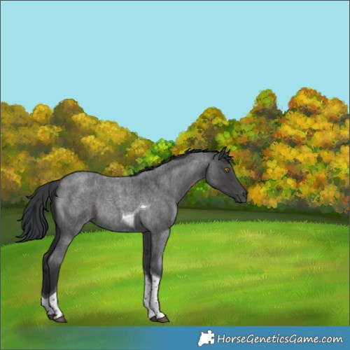 Horse Color:Blue Roan Tobiano Rabicano 