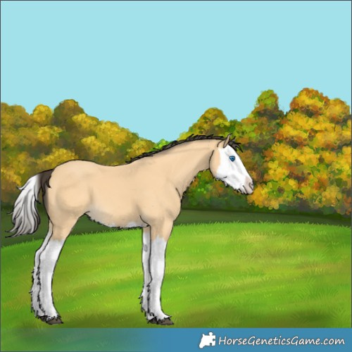 Horse Color:Buckskin Splash 