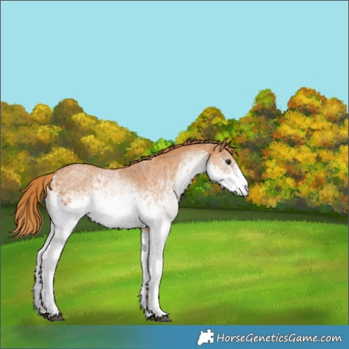 Horse Color:White Spotted Chestnut 