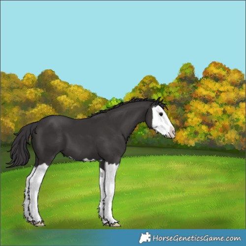 Horse Color:Smoky Black Splash 