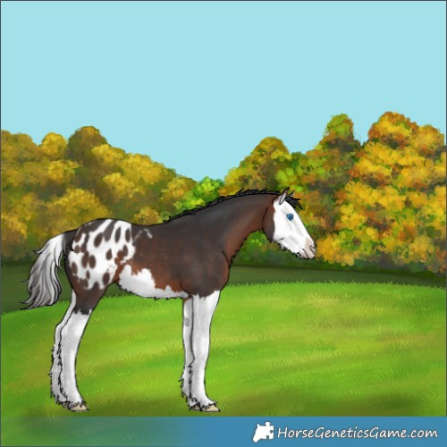 Horse Color:Brown Splash Appaloosa 