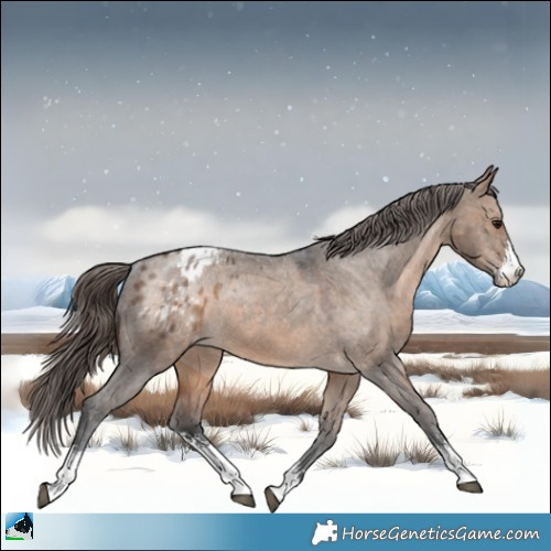 Horse Color:Brown Dun Sabino Appaloosa Rabicano 