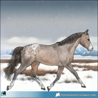 Horse Color:Brown Dun Sabino Appaloosa Rabicano