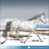 Horse Color:Brown Dun Sabino Appaloosa Rabicano