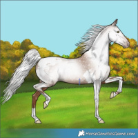 Horse Color:Gray Silver Classic Champagne Tobiano 