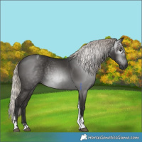 Horse Color:Gray Silver Black Tobiano 