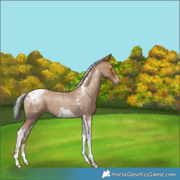 Horse Color:Gray Silver Classic Champagne Roan Tobiano 