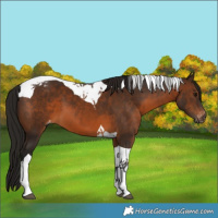 Horse Color:Gray Bay Tobiano Appaloosa